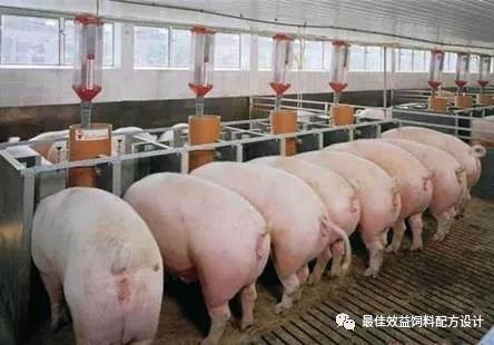 高產(chǎn)哺乳母豬的基礎(chǔ)營養(yǎng)與飼養(yǎng)研究