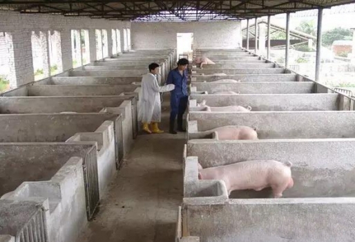 史上最全的母豬飼養(yǎng)方案（內(nèi)含24個要點，超級實用）