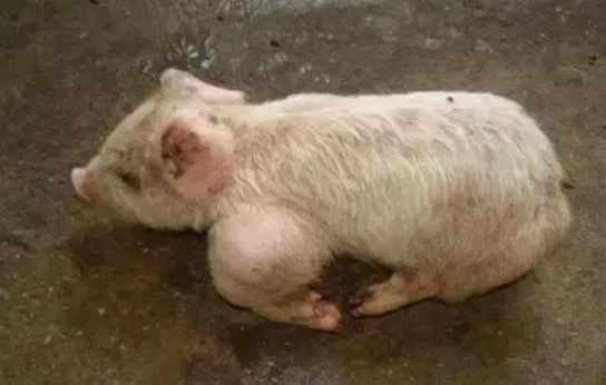 豬關節腫大是什么病，如何有效防治？