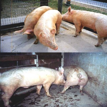 批次生產中空懷母豬催情程序