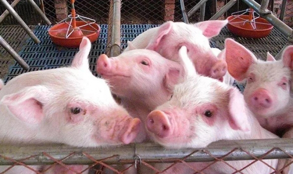 影響豬產仔數與出生重四大因素