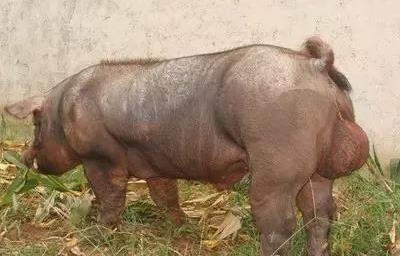 公豬精液三十問（非常權威）