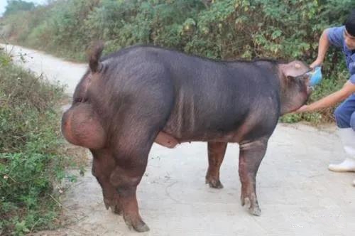 高溫對公豬精液品質的影響及預防措施