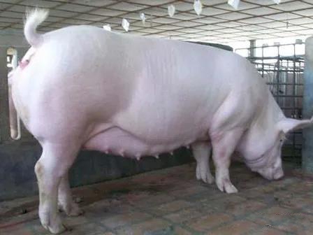 膘情越好的妊娠母豬越容易猝死，死亡率80%，是什么原因導致的？