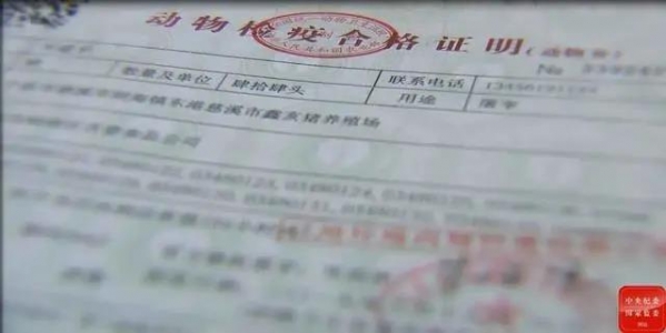 豬價高漲，賣豬水太深？實名舉報：不送錢拖著辦，錢到位違規也能辦！