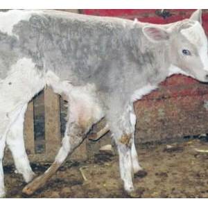 遼寧北票市一小牛長七條腿面臨截肢手術