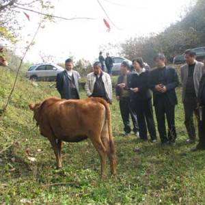 恩施盛家壩發展肉牛產業受國家重視