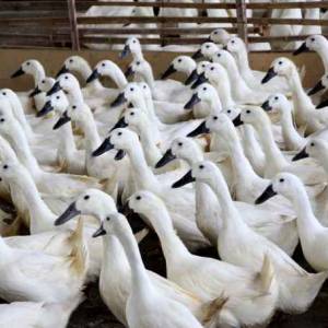 傳說中的白毛烏骨鴨