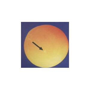 雞蛋孵化過程圖解