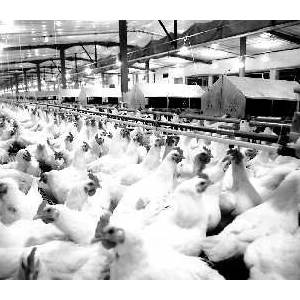 國內(nèi)祖代種雞三成來自益生