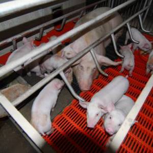 豬場冬季系統飼養管理