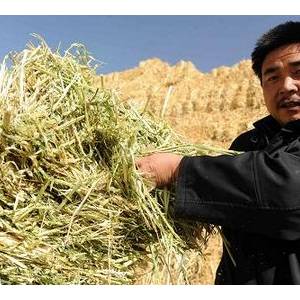 青干草調制原理與方法