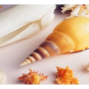 常量礦物質飼料—鈣源性飼料