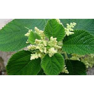 苧麻做蛋白飼料 中國(guó)農(nóng)科院10余年攻關(guān)獲成功