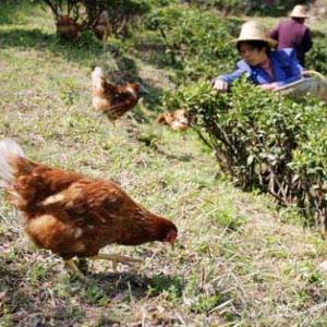 首屆中國地方雞（土雞）美食文化節(jié)圣誕搭臺布展