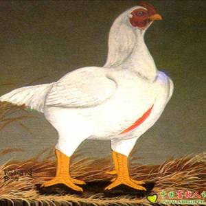 什么是科尼什雞？