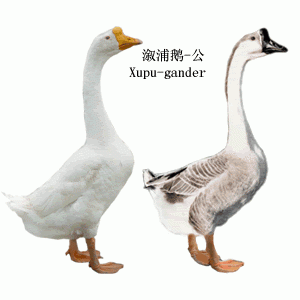 什么是溆浦鵝？