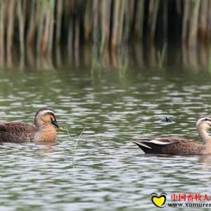 中國家禽養(yǎng)殖小史(附珍禽美圖)