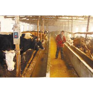 吉林兩養牛基地被檢出牛體含瘦肉精 一家達68％