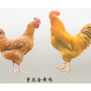 什么是貴農(nóng)金黃雞？