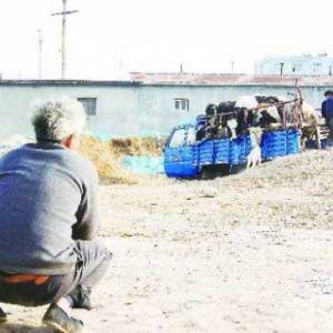 乳業變革奶農受困：含淚賣奶牛