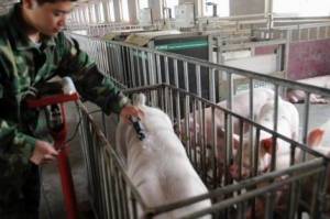 河北省第四批種豬測定工作進入終測階段