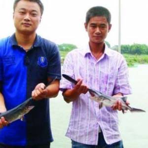 兩小伙投資百萬養殖美國匙吻鱘