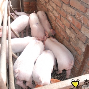 【系列四】乳豬料/教槽料的二十個作用