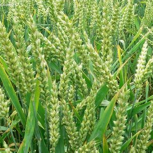 小麥肽的功能分析匯總