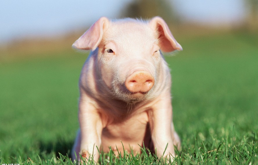 動物究竟需要多少蛋白質？！