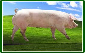 母豬各個階級的飼料配方