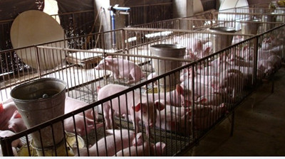 降低養豬生產所造成環境污染的營養措施