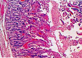 乳豬料觀點：改善腸道的營養(yǎng)