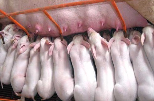 飼料中添加油脂對(duì)仔豬生長(zhǎng)好處多
