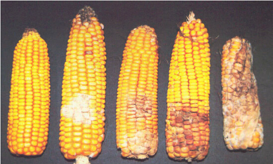 飼料中常見(jiàn)霉菌毒素及最高限量國(guó)家標(biāo)準(zhǔn)