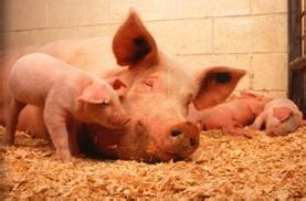 豬得了口蹄疫該如何處理和治療？