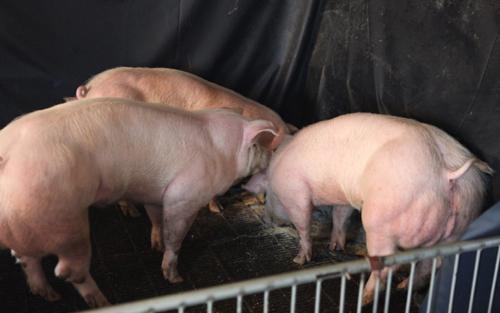 中韓聯合培育出轉基因豬 或將優先在中國上市