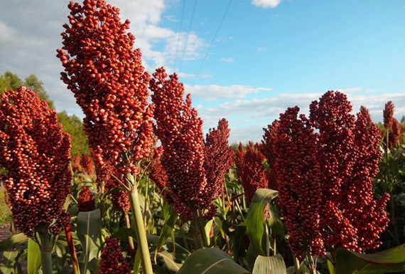 【原創】高粱及高粱DDGS在豬飼料中的飼用價值