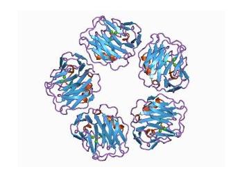 為什么患病牲畜的蛋白質需求不同