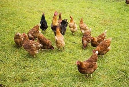 家禽腸道健康：尋求抗生素與細菌之間的平衡