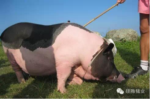 母豬正確攻胎一定要注意這4點