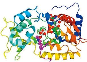 如何提高所有營養(yǎng)素的消化率？
