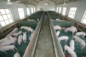 溫氏集團：機器人養雞養豬不是夢