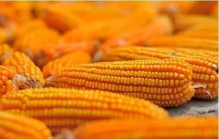 年關前后玉米價格會怎么走？春節前后主要玉米深加工企業收購計劃如何？