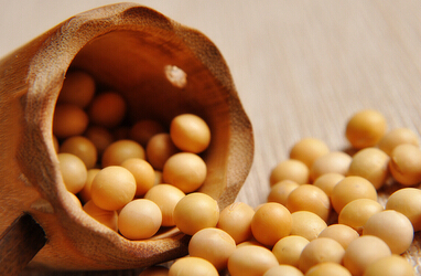 豆粕 面臨回調風險