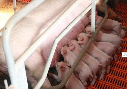 母豬的飼養--妊娠期和哺乳期的管理方案