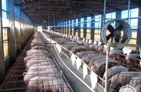 新希望六和董事長：業(yè)績體現(xiàn)轉(zhuǎn)型效果 受益養(yǎng)豬戰(zhàn)略