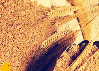 麥麩降低日糧消化能、但不同方法得到的麥麩能值無顯著差異