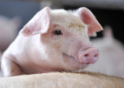 豬價短暫回落，養豬人莫心慌！現在正是賣豬的好時機