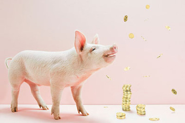 13kg和50kg豬對日糧脂肪消化能、代謝能和凈能含量的影響